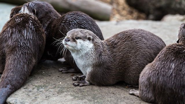 Surrogate sea otter mothers help stranded pups in California