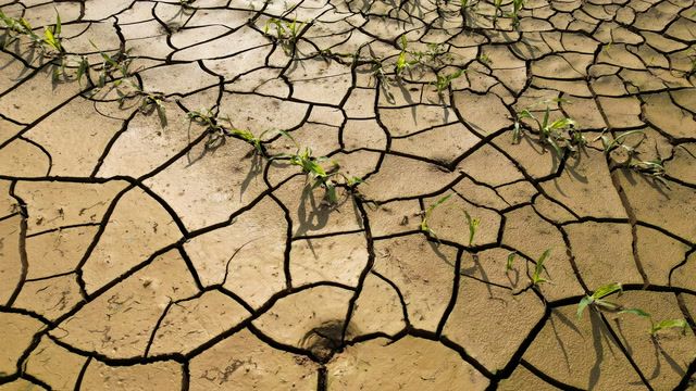 Farmers around the world grapple with hotter climate