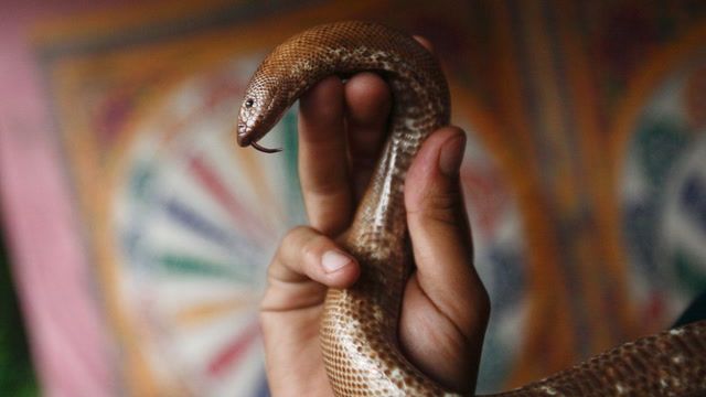 Resurgence of deadly snakes vipers cause panic in Bangladesh
