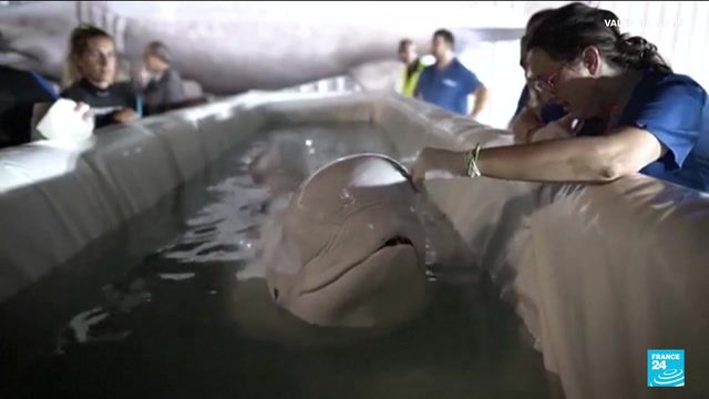 Two beluga whales evacuated to Spain from war-torn Ukraine