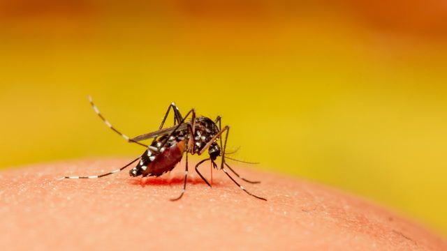 Emergency declared in Central America over dengue outbreak