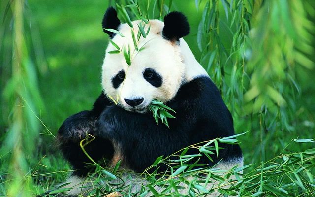 China's captive giant pandas return to the wild