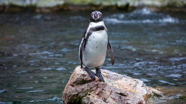 Chile's Humboldt penguins could face extinction, experts warn