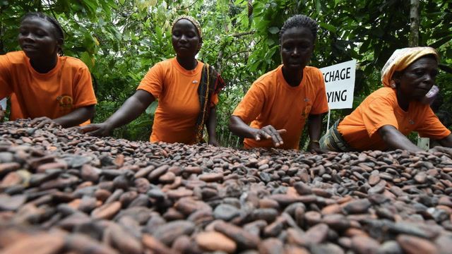 81% of Ghana's cocoa harvest infested with bean disease