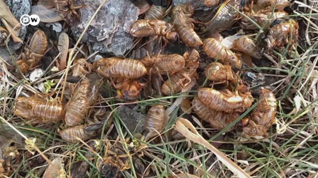 'Cicadapocalypse' — a rare natural event explained