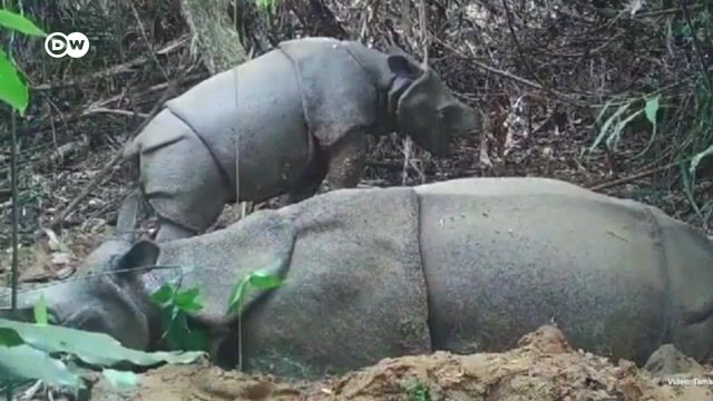 Hunting for the killers of the endangered Javan rhino