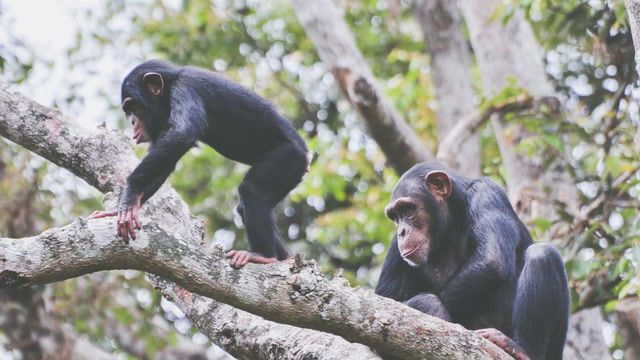 Sierra Leone's chimpanzees losing habitat