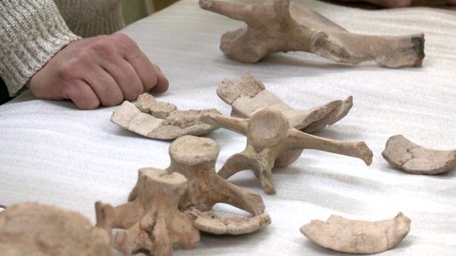 Fossil bones indicate earlier human presence in Argentina