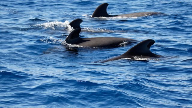 Cross-Atlantic rower surrounded by pilot whales