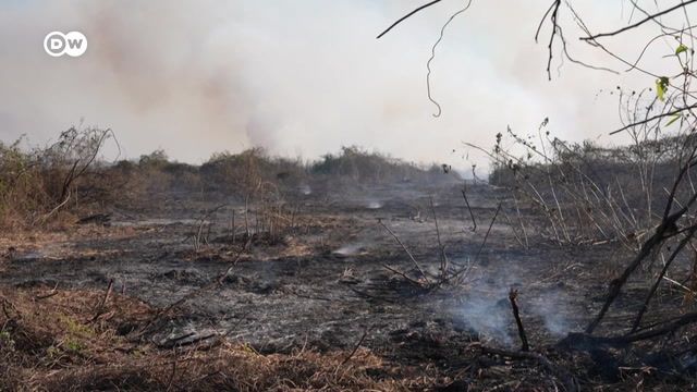 Wildfires threaten world's biggest tropical wetland region