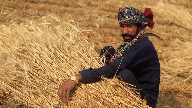 Floods and govt policies upend Pakistan wheat market
