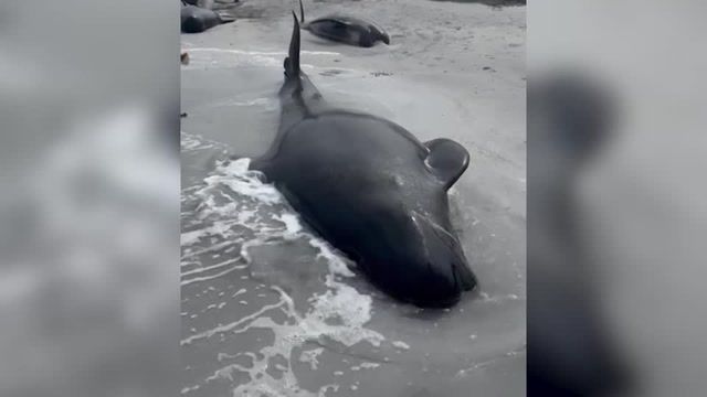 77 whales die in mass stranding in Scotland