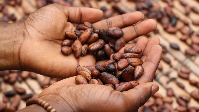 Rising cocoa prices bring booming profits, violence to Ecuador