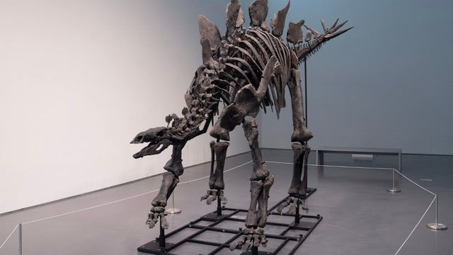 Stegosaurus skeleton up for auction in New York