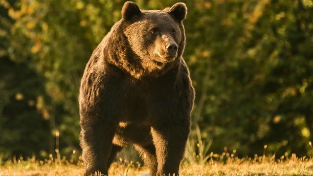 Romanian lawmakers increase bear kill quota