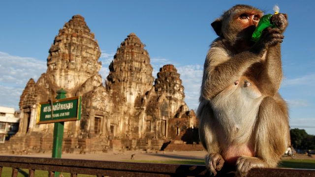 Thailand monkeys rounded up and placed in captivity