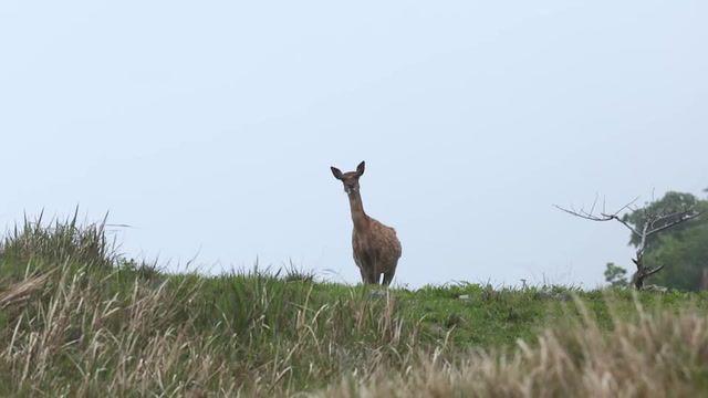 Why one South Korean island is at war with deer