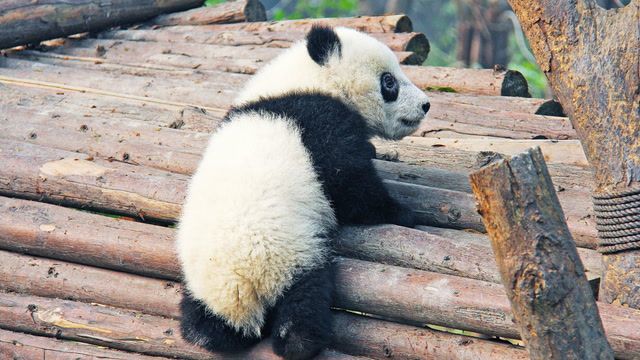 How does China's panda diplomacy work?