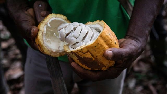 Ivory Coast cocoa farmers turn to rubber instead