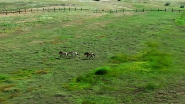 Endangered wild horses return to Kazakhstan