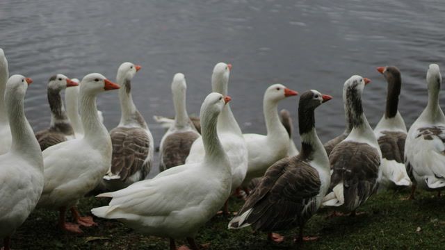 Labour plans to ban UK imports of French foie gras