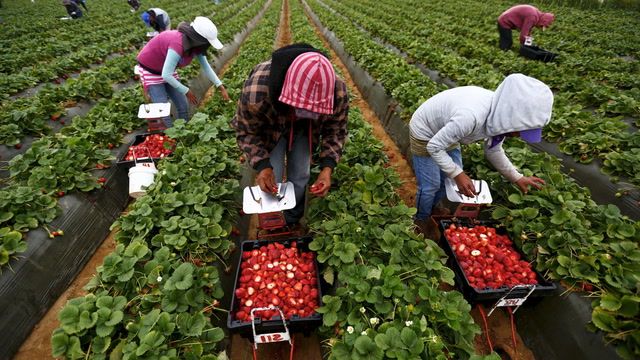 Severe labour shortage in U.k. farming industry