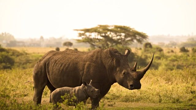 First radioactive rhino horns to curb poaching in South Africa