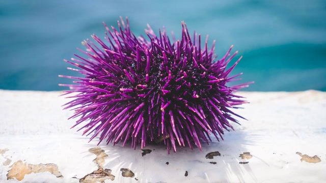 Scientists hunt urchins to save California’s kelp forests