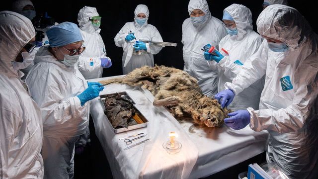 Scientists discover intact 44,000-year-old wolf carcass