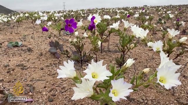 Rare winter growth blooms in Chile's driest desert