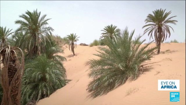 Climate change threatens age-old Mauritania date harvest