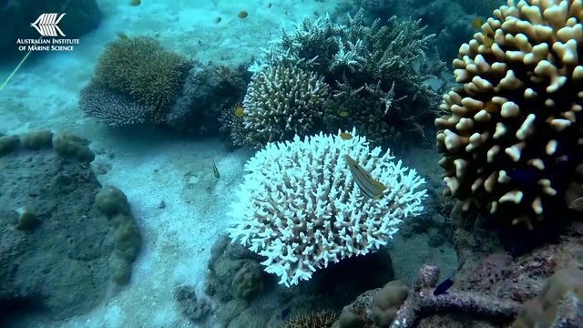 Great Barrier Reef hit by coral bleaching